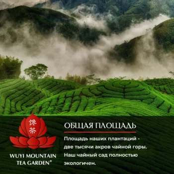 WU YI MOUNTAIN TEA GARDEN — изображение 4