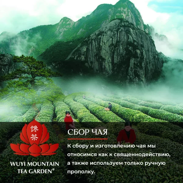 WU YI MOUNTAIN TEA GARDEN — изображение 5