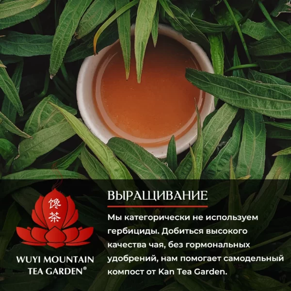 WU YI MOUNTAIN TEA GARDEN — изображение 6